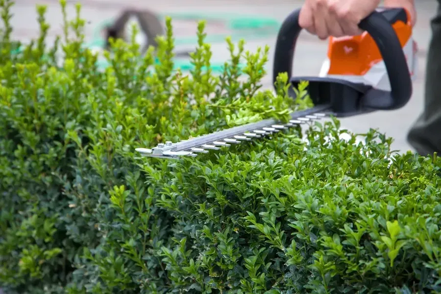 Hedge Trimming