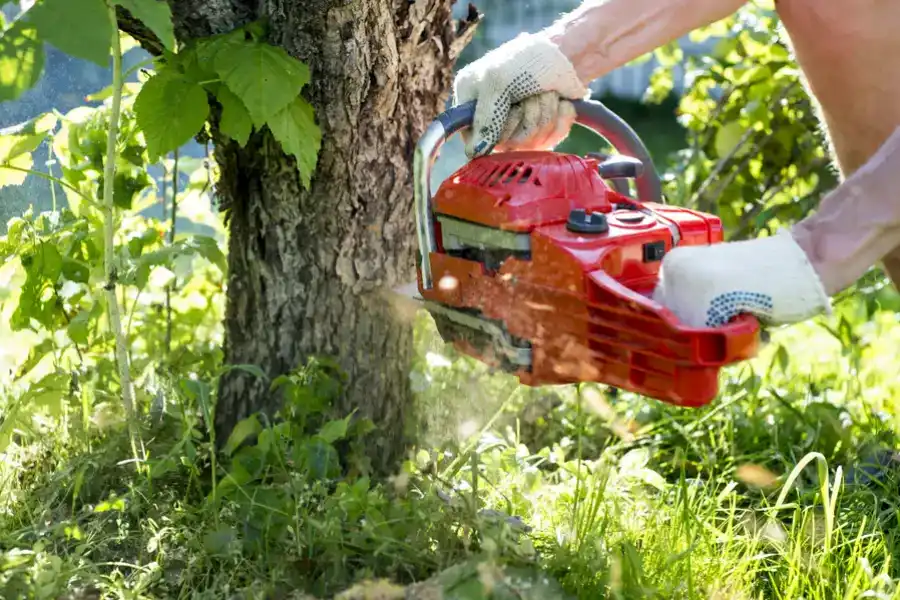Tree Removal